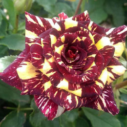 Roseira 'Abracadabra'